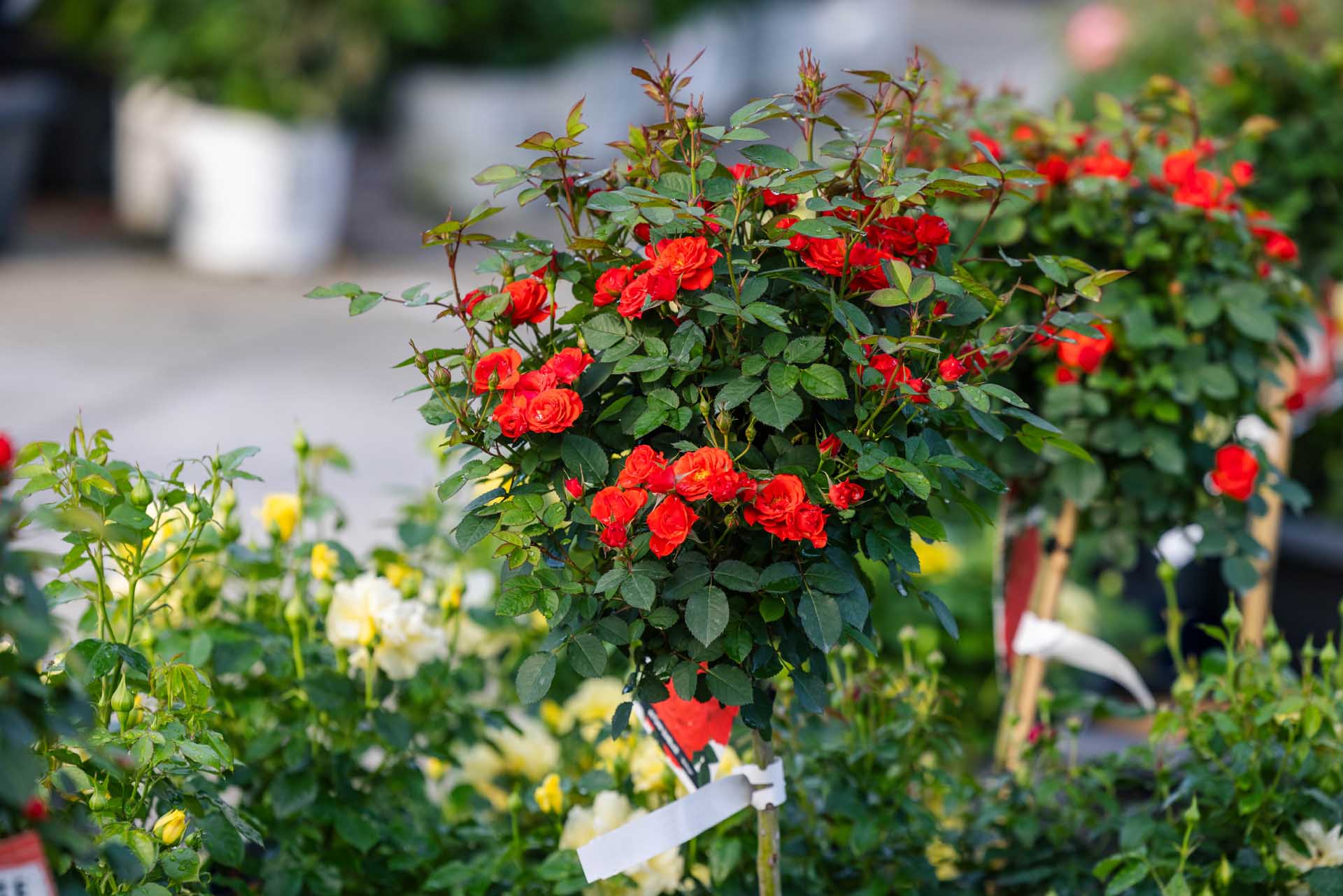 Miniature Rose Tree Amber Sunblaze&reg; Patio Pot