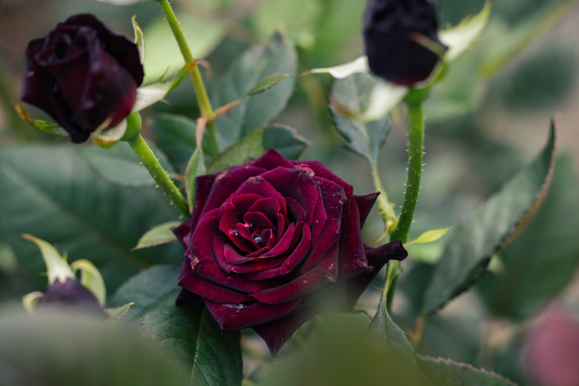 Hybrid Tea Rose Black Baccara&reg; 5 Gallon