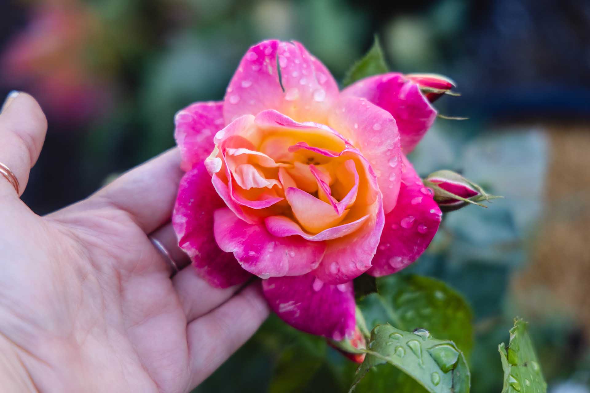 Climbing Rose Joseph's Coat 5 Gallon