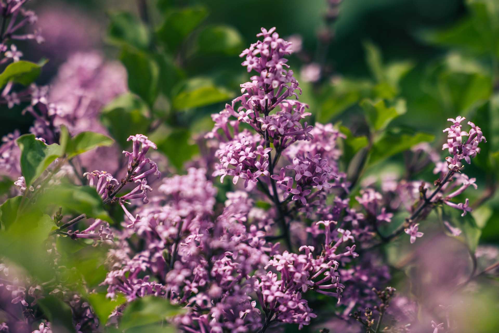 Dwarf Korean Lilac 'Palibin' 3 Gallon