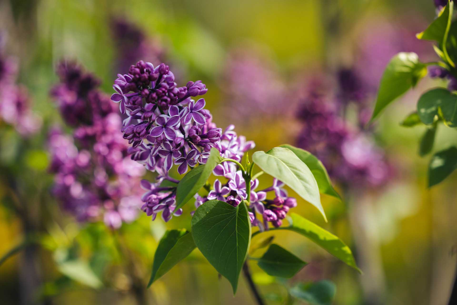 Lilac 'Sensation' 3 gallon