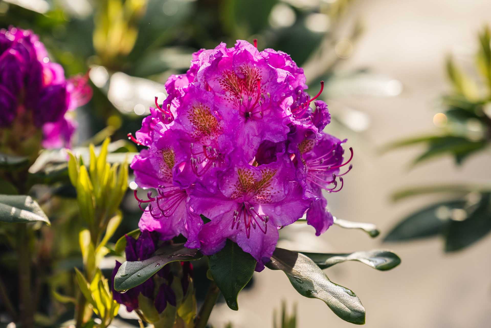 Rhododendron Dandy Man&reg; Purple 3 Gallon