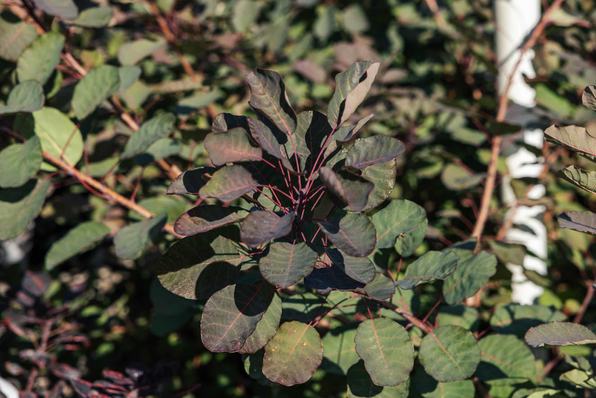 Smokebush 'Dusky Maiden' 3 Gallon