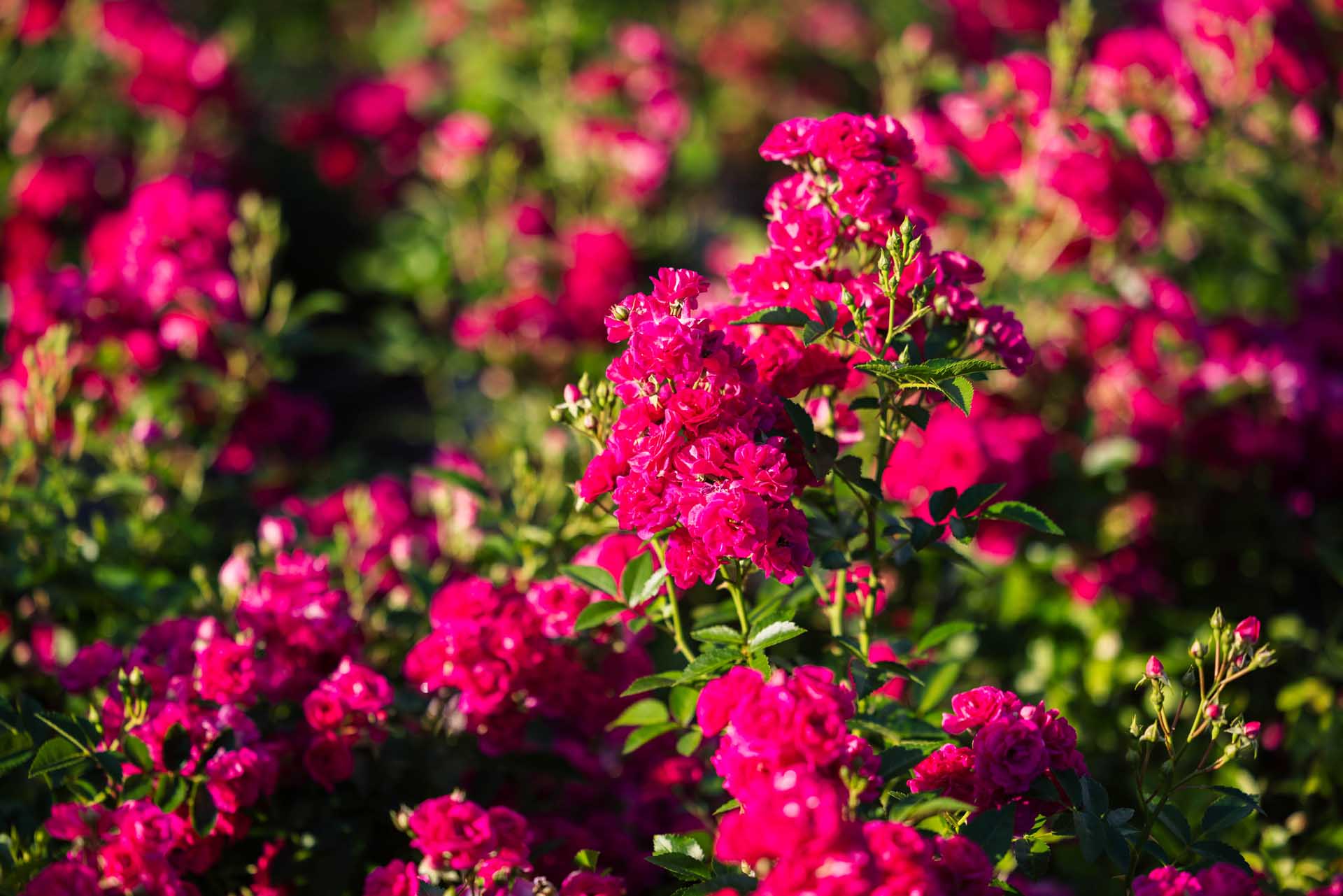 Shrub Rose Oso Easy Peasy&reg; 3 Gallon