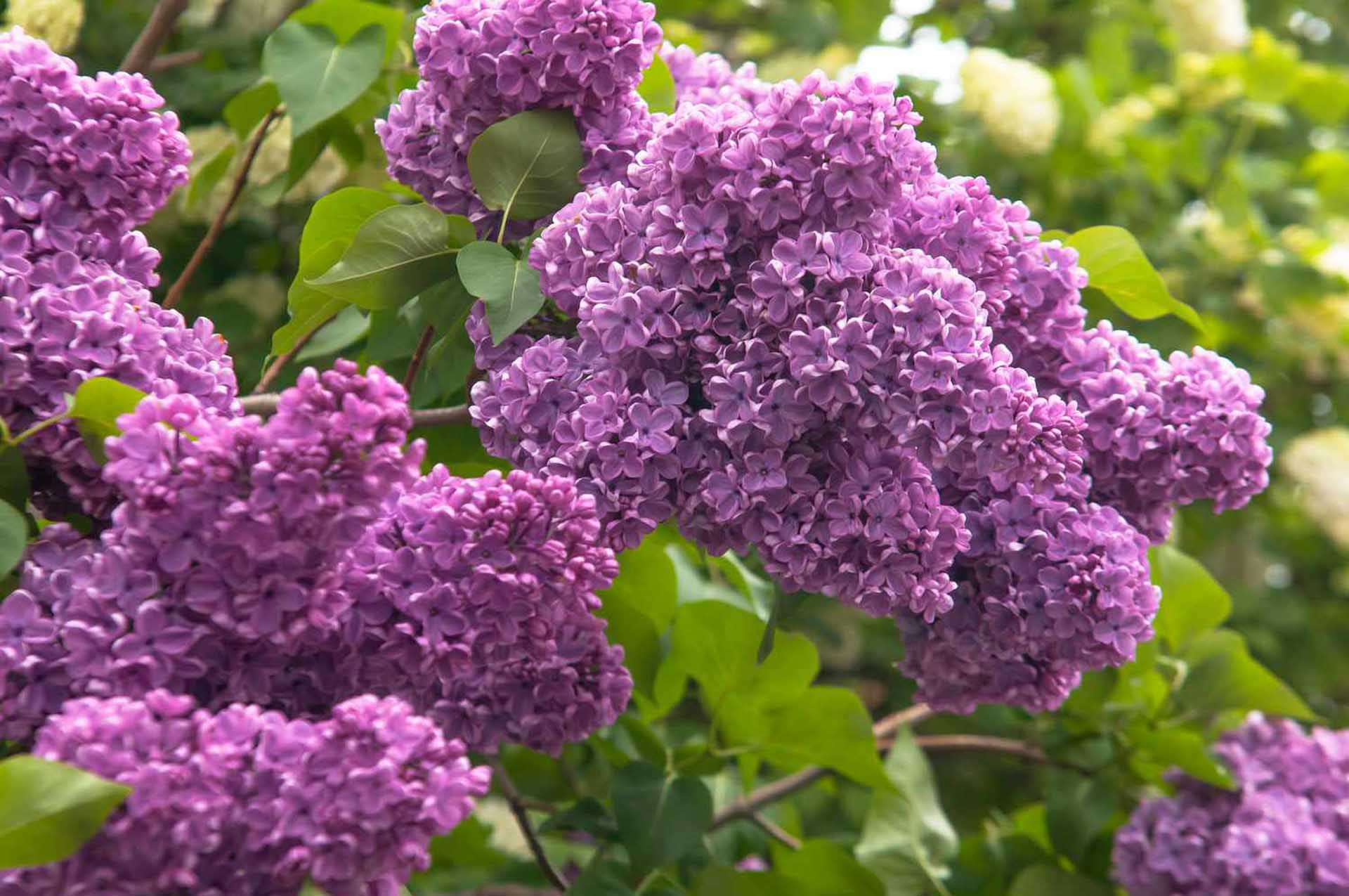 Lilac 'Ludwig Spaeth' 5 Gallon