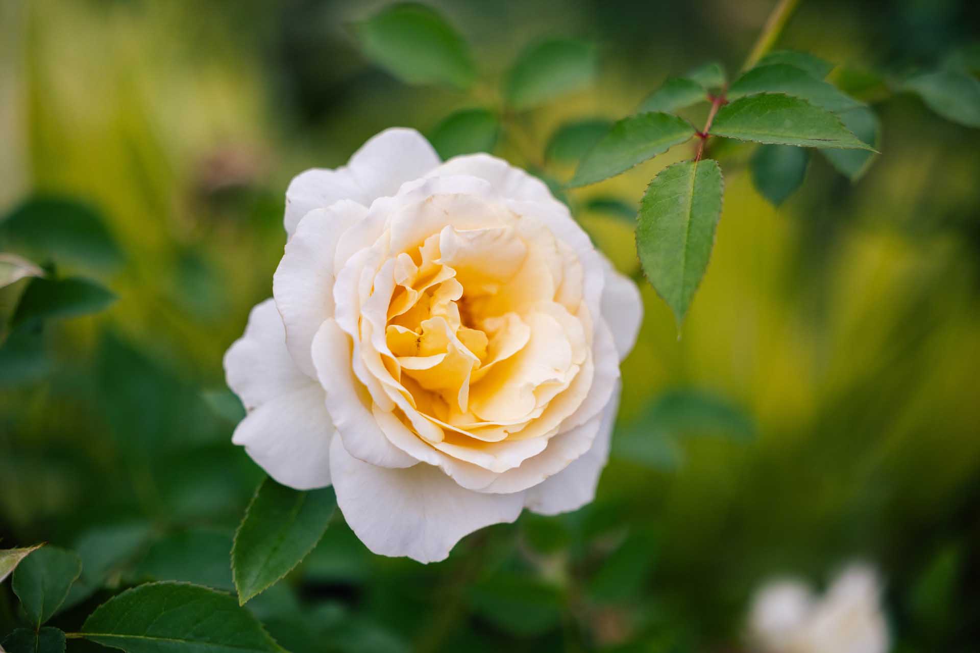 Shrub Rose Reminiscent&reg; Crema 3 Gallon