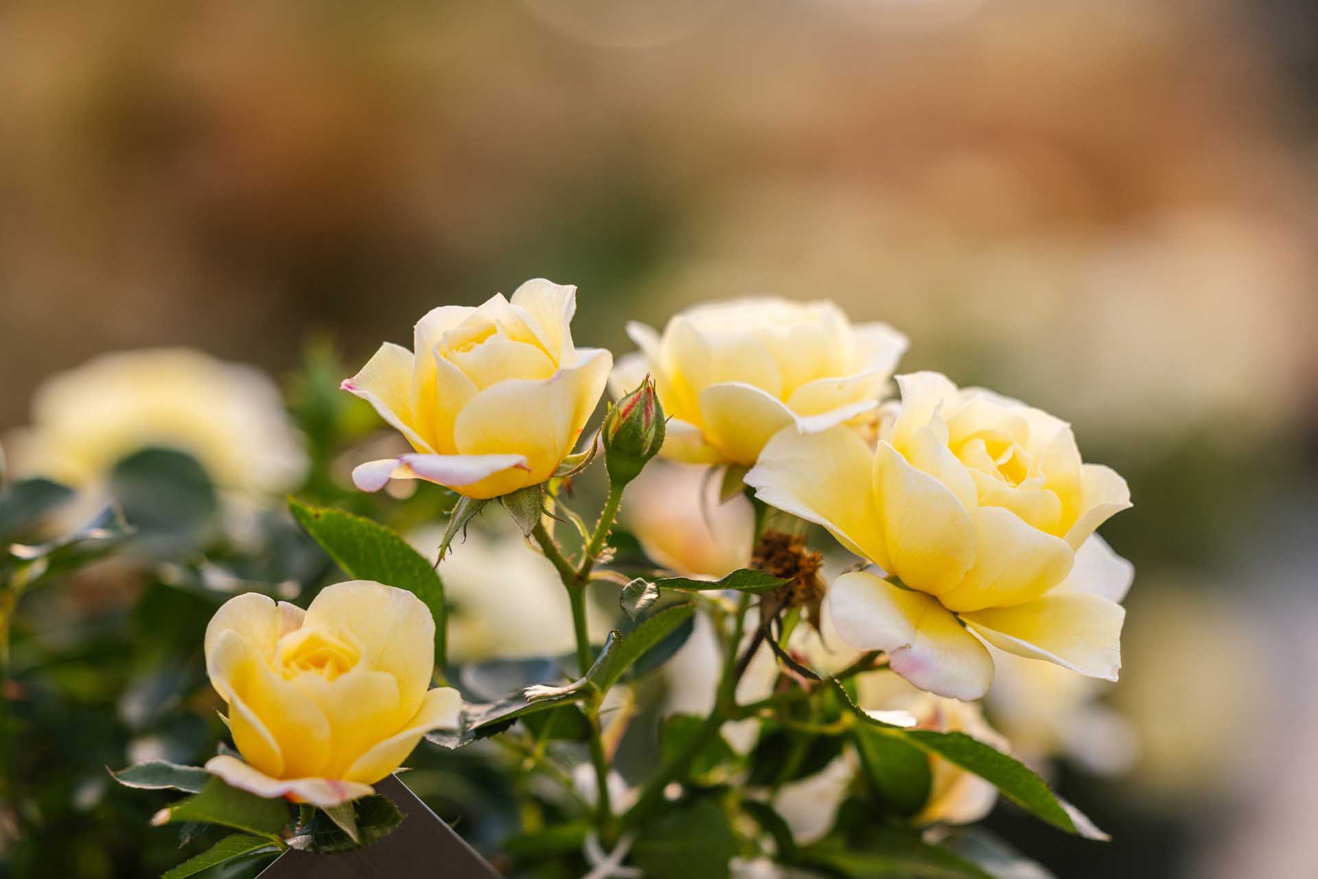 Miniature Rose Sunblaze&reg; Lemon Patio Pot