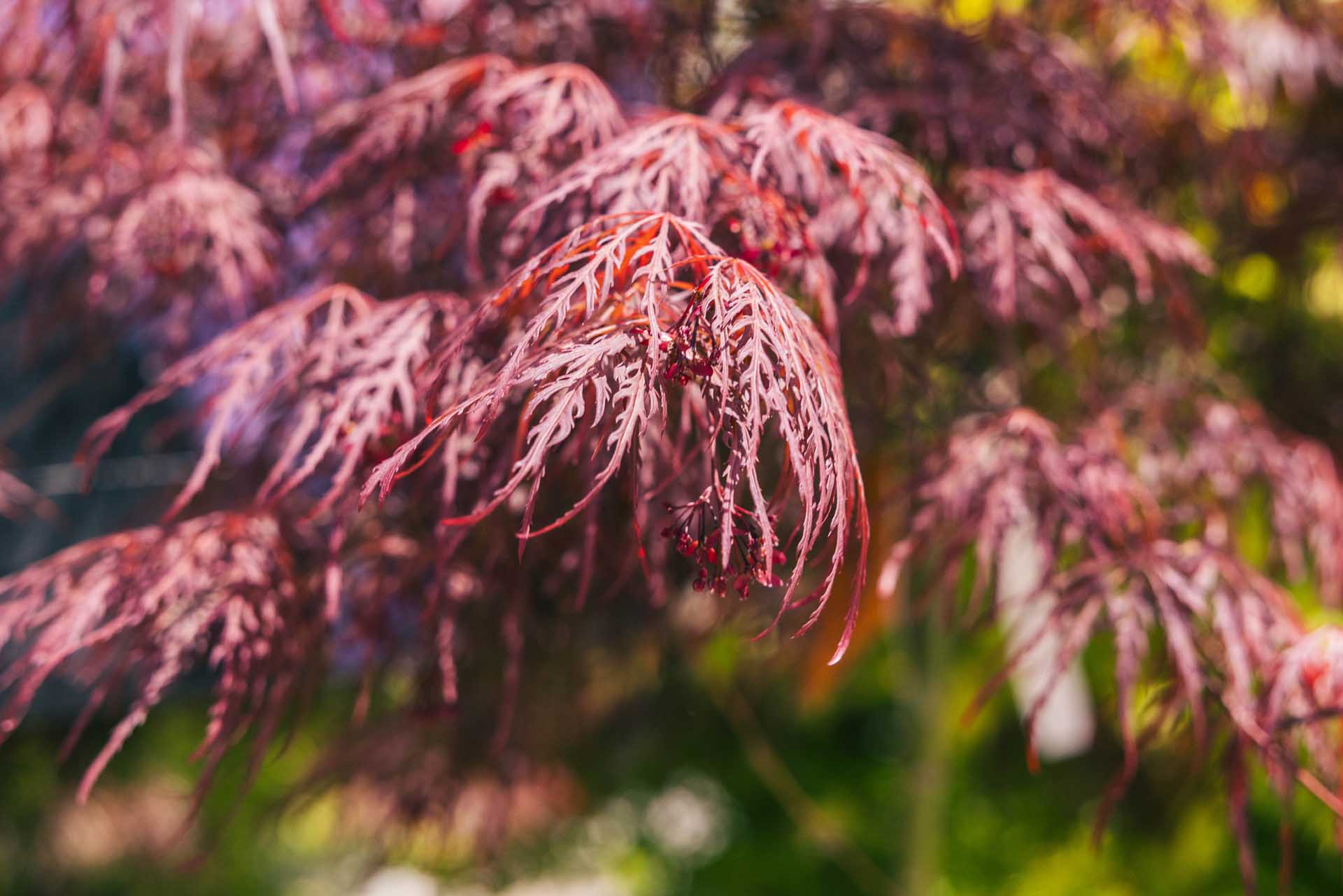 Japanese Maple Laceleaf 'Garnet' 10 Gallon