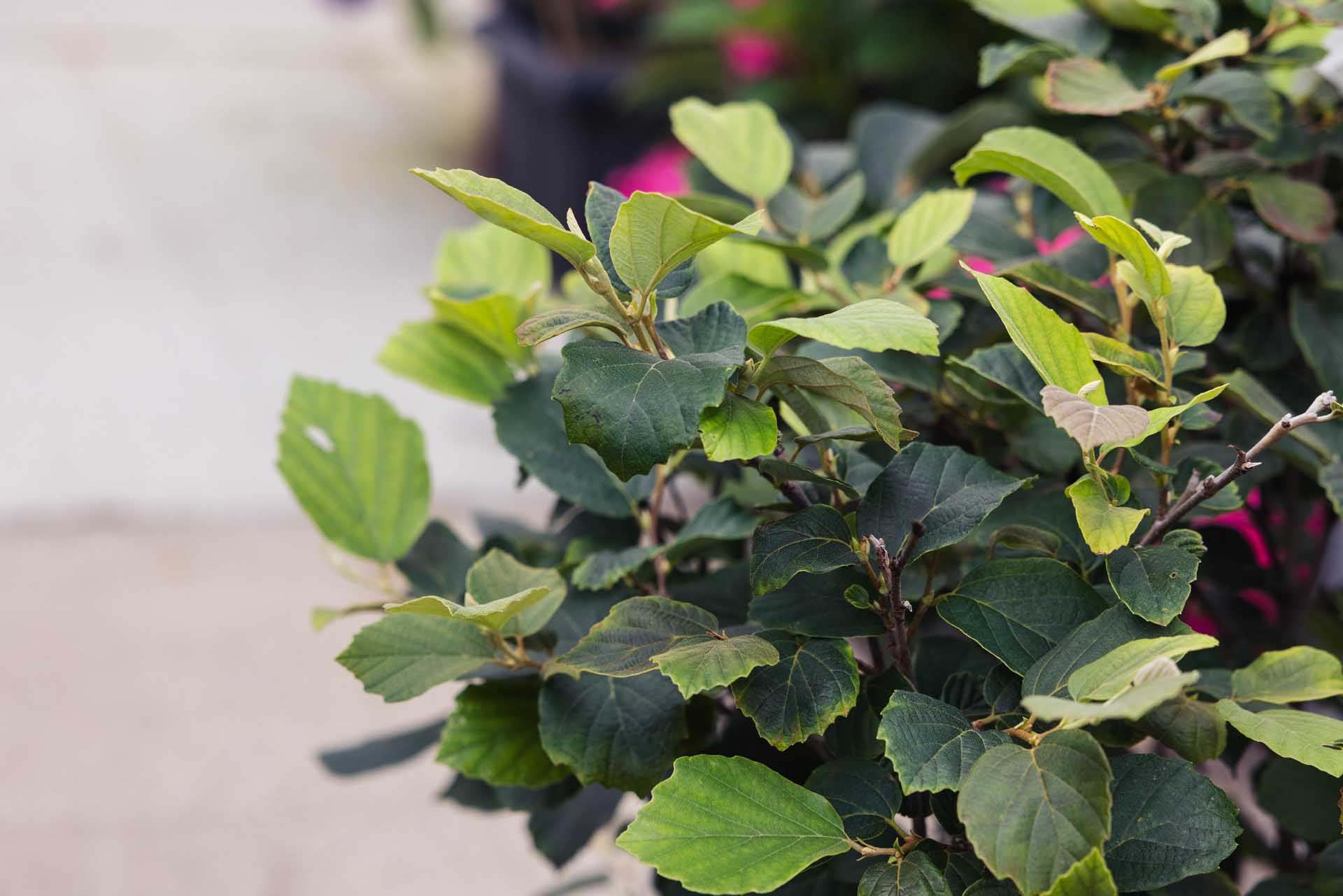 Dwarf Fothergilla 7 Gallon
