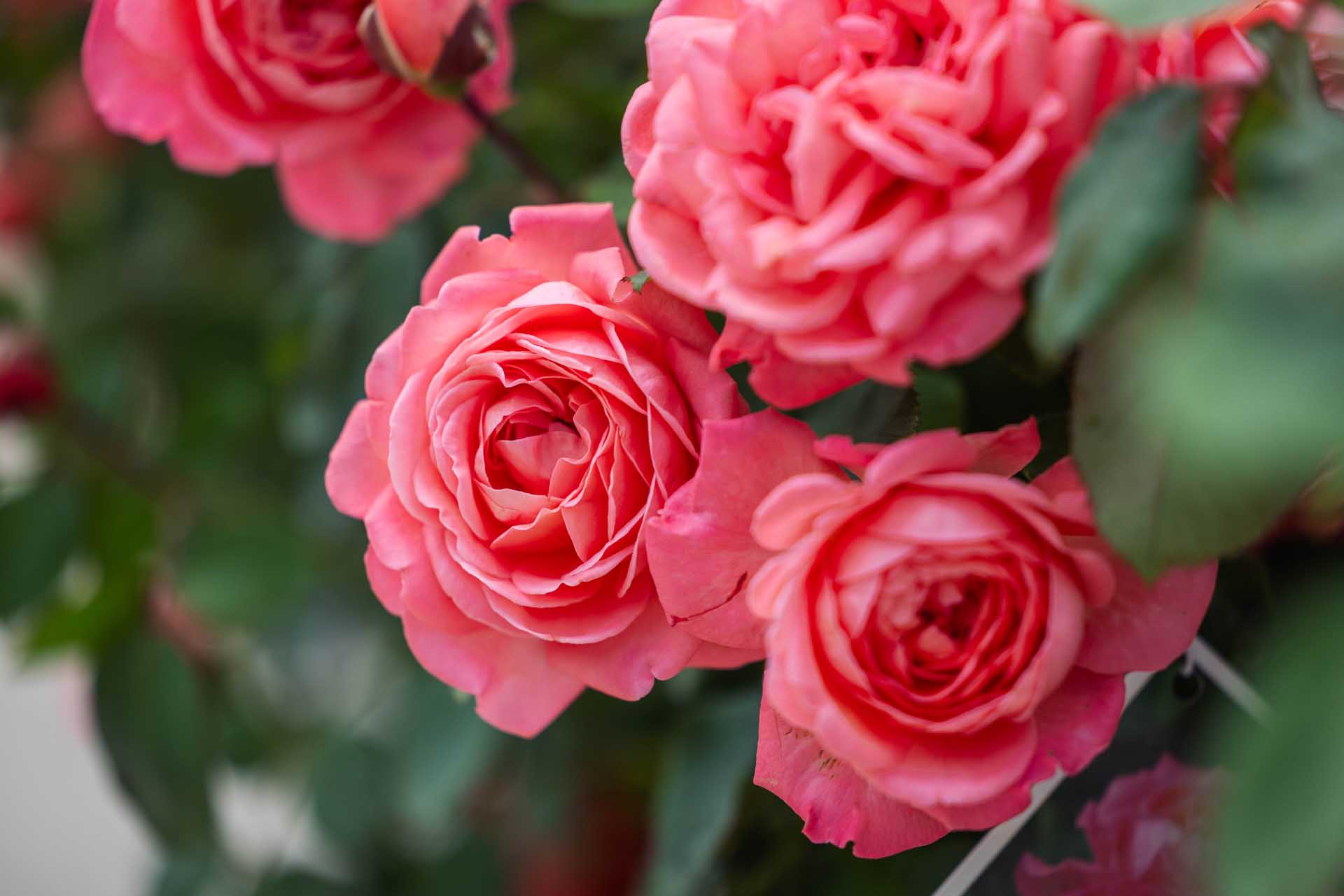 Shrub Rose Reminiscent&reg; Coral 3 Gallon