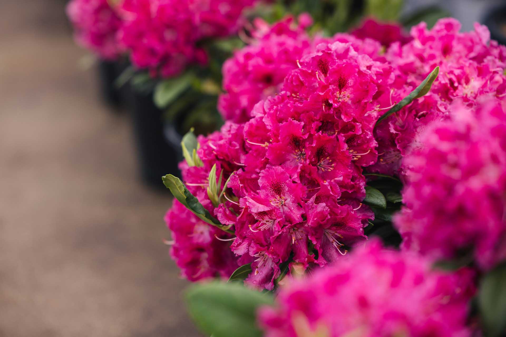 Rhododendron 'Bessie Howells' 3 Gallon