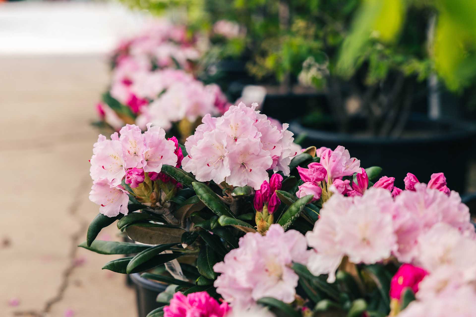 Rhododendron 'Crete' 3 Gallon
