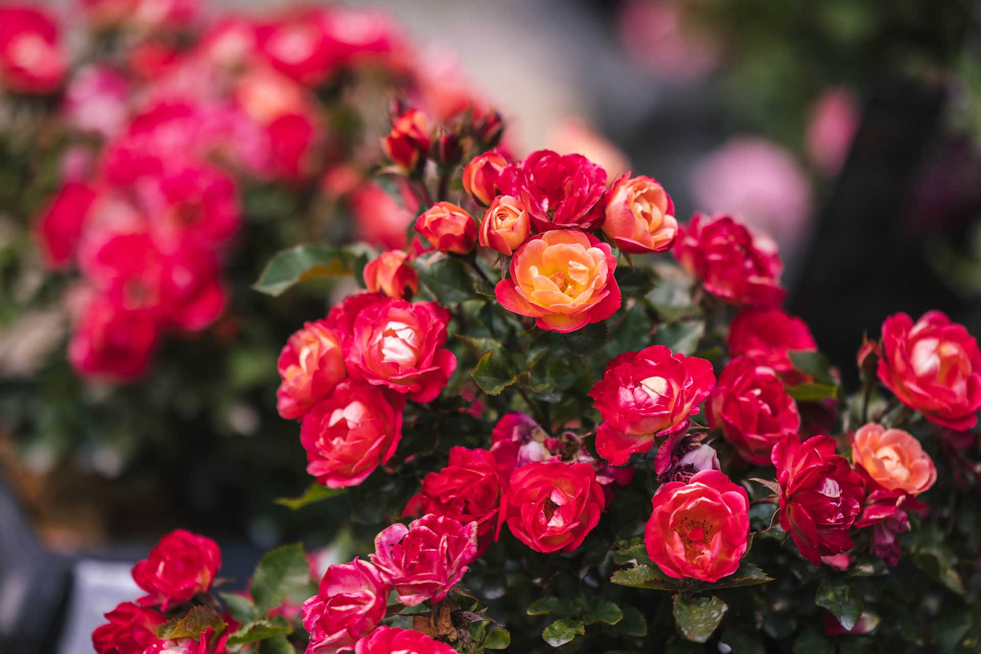 Miniature Rose Peach Sunblaze&reg; Patio Pot