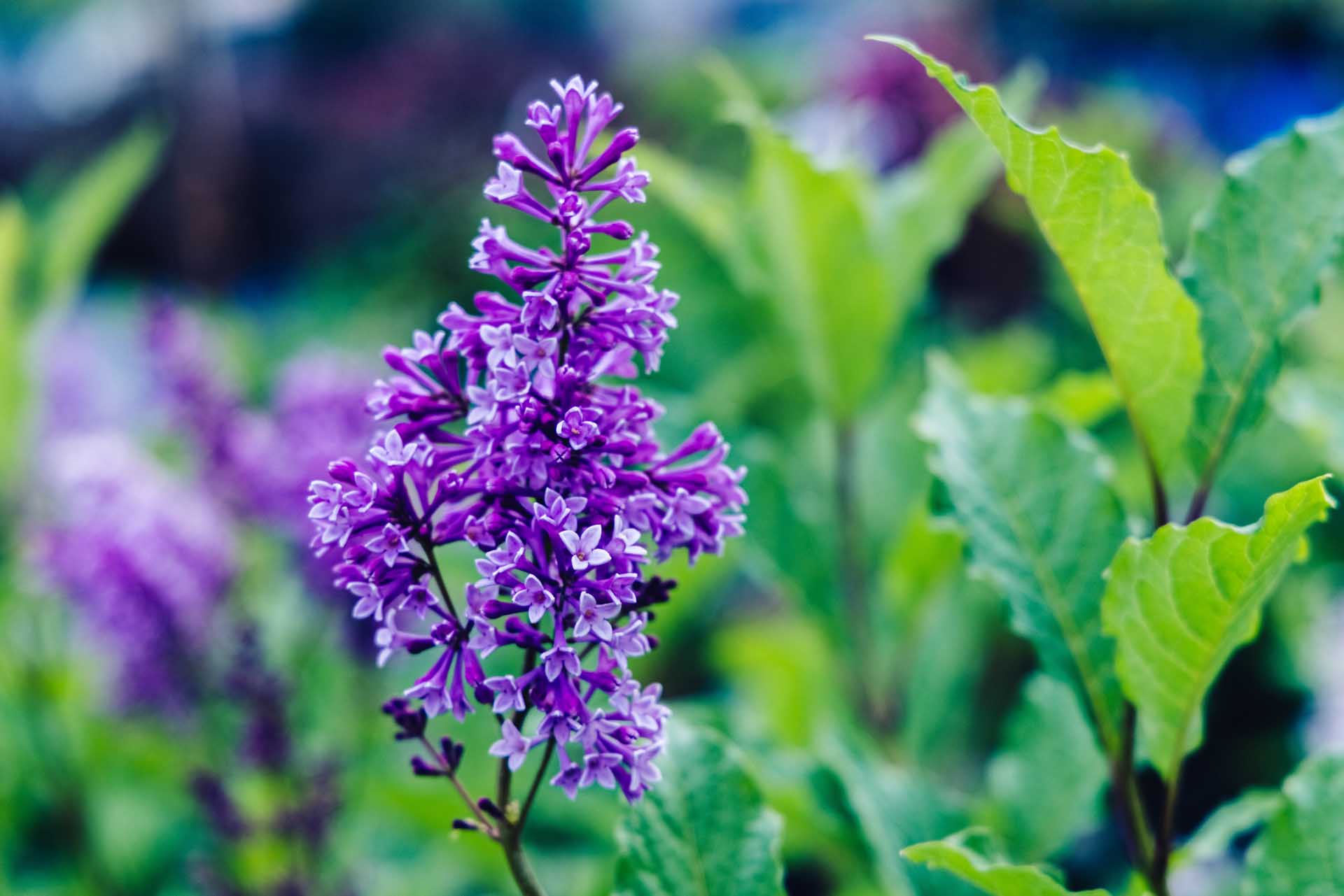 Lilac 'Donald Wyman' 3 Gallon