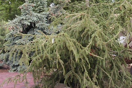 White Spruce 'Fort Ann' 7 Gallon