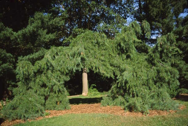 Weeping White Pine 7 Gallon