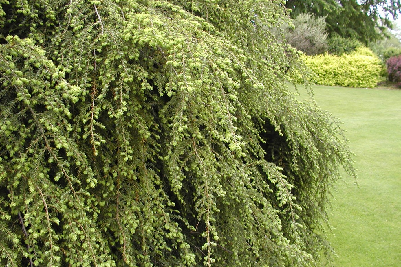 Sargent's Weeping Hemlock 3 Gallon