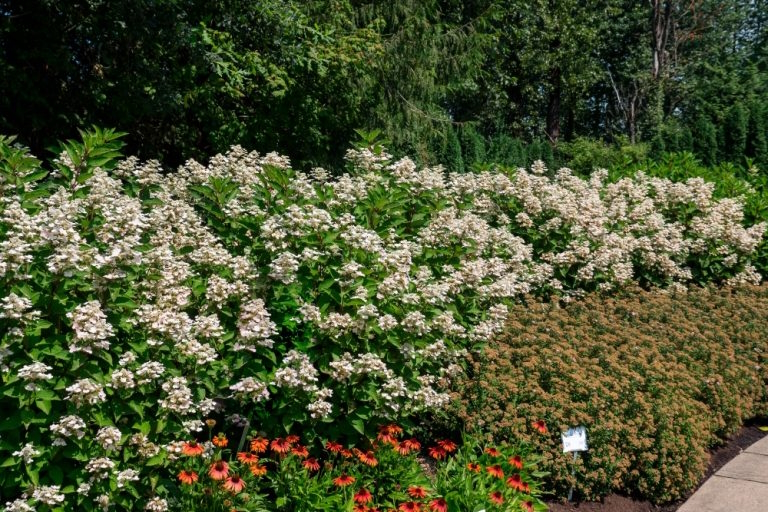 Panicle Hydrangea Torch&trade; 3 Gallon