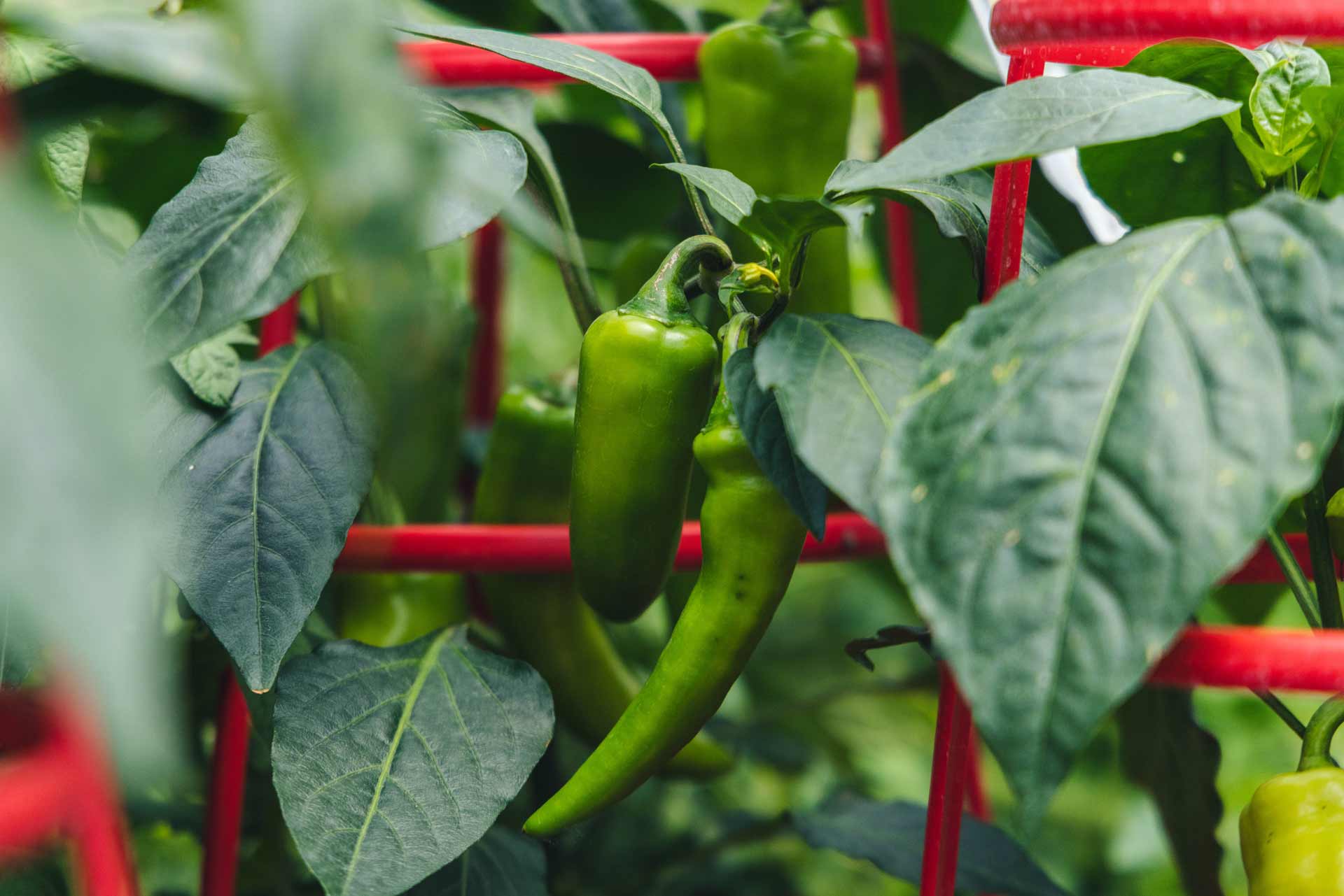Peppers