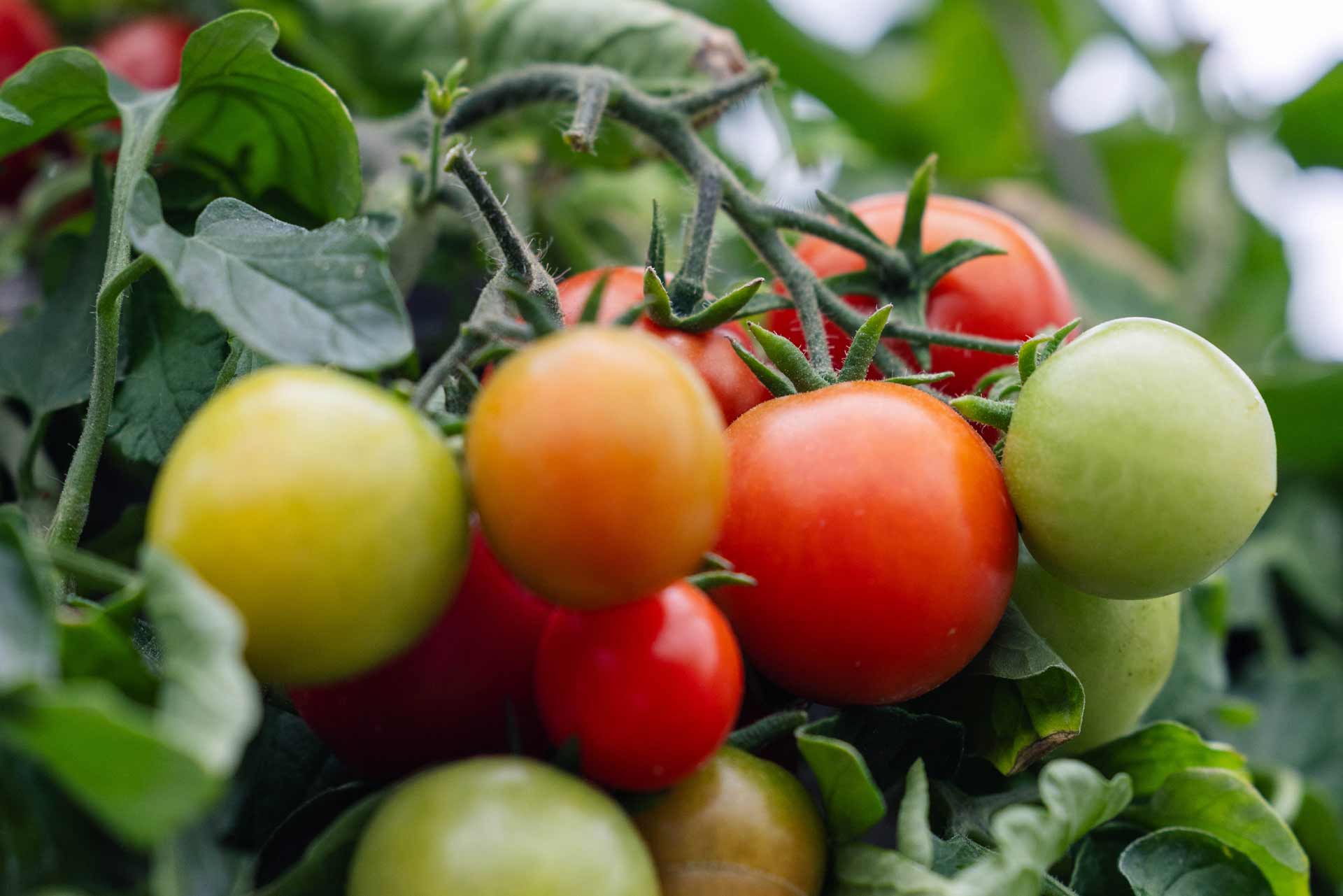 Veggies & Herbs