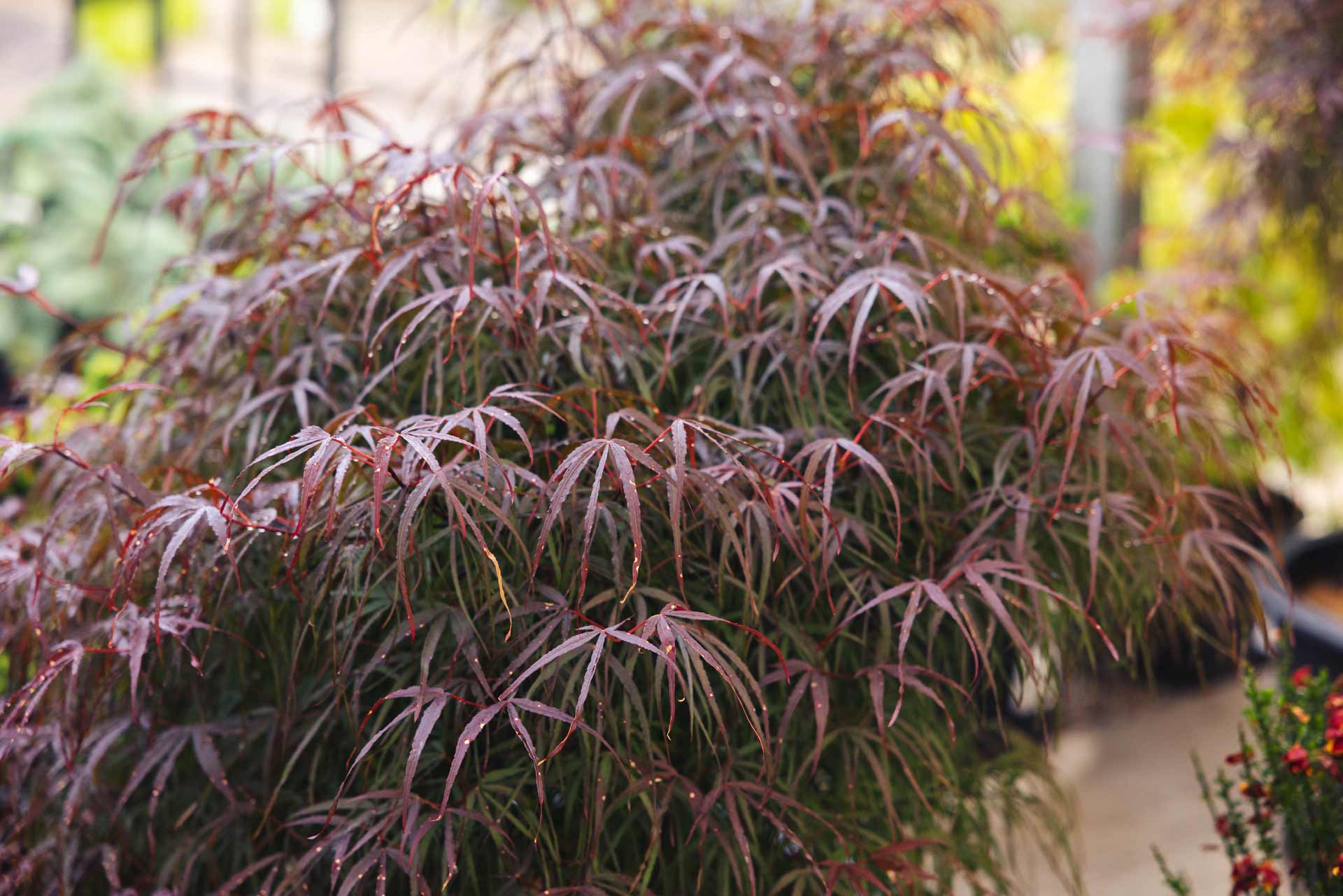 Japanese Maple 'Hubb's Red Willow' 5 Gallon