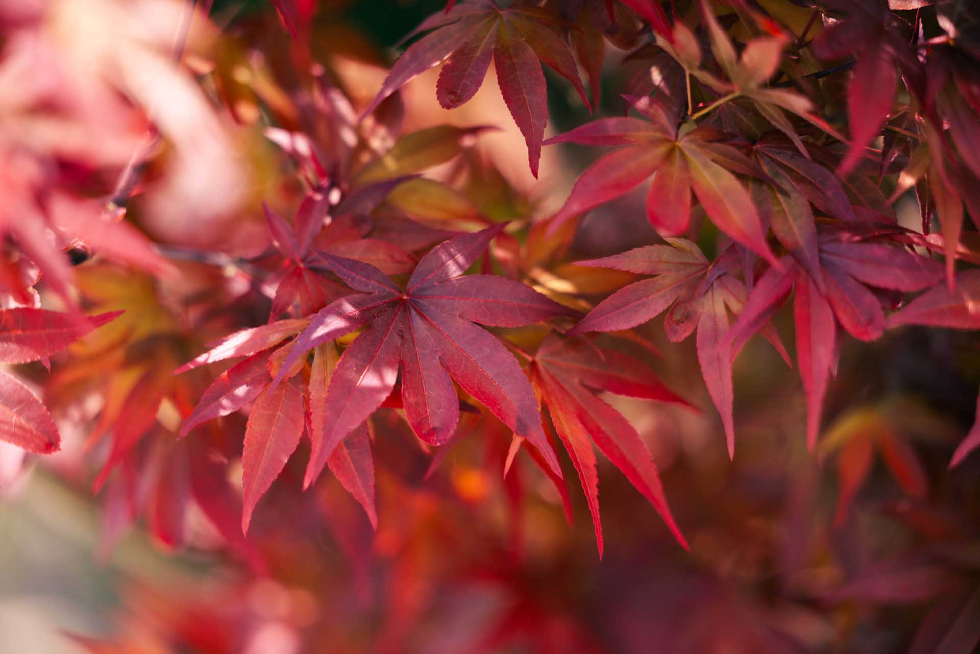 Japanese Maple 'Twombly's Red Sentinel' 7 Gallon