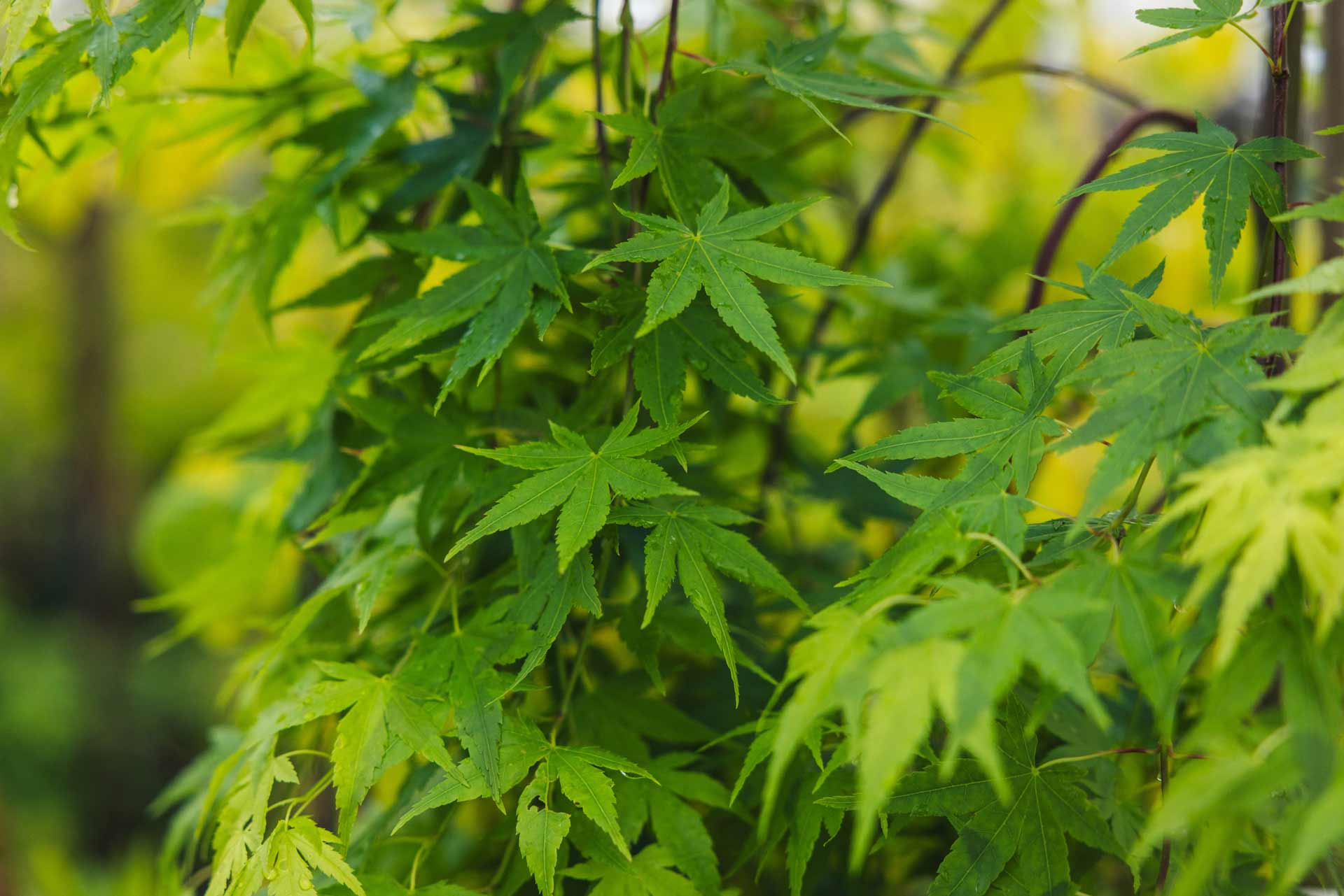 Japanese Maple 'Ryu Sei' 7 Gallon