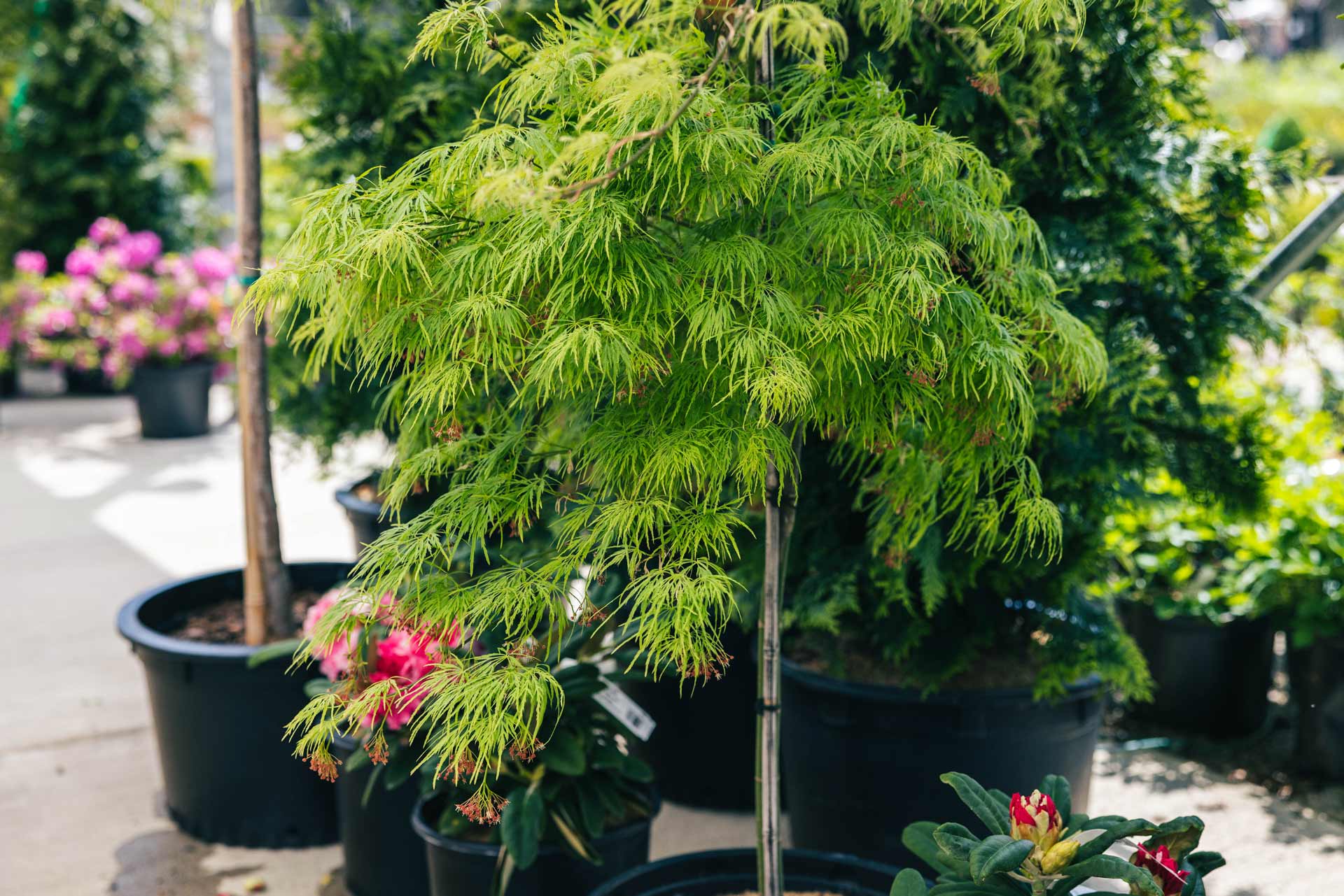 Japanese Maple Green Laceleaf 'Waterfall' 5 Gallon