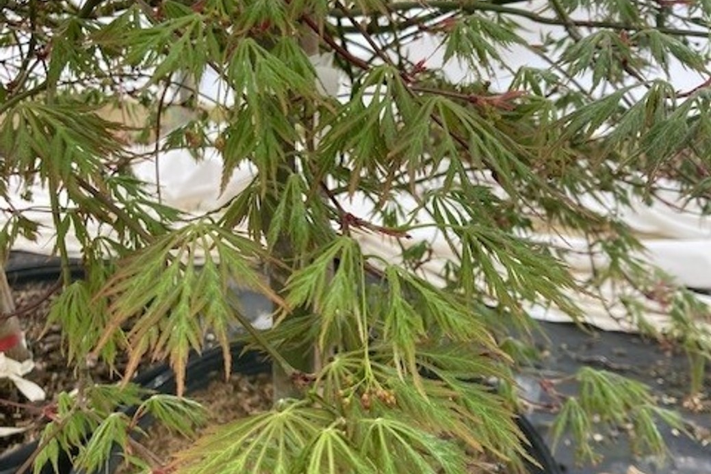 Japanese Maple Laceleaf 'Viridis' 3 Gallon