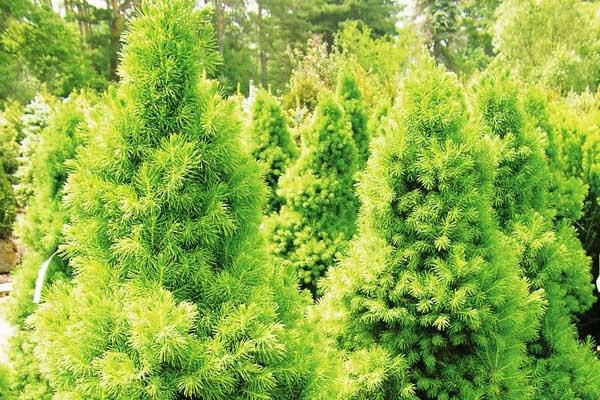 Dwarf Alberta Spruce 5 Gallon