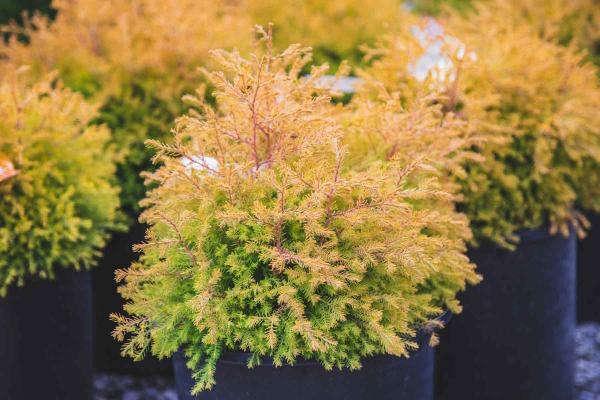 Arborvitae 'Rheingold' 2 Gallon