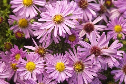 Aster 'Wood's Pink' 2 Gallon