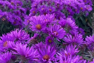 New England Aster 'Purple Dome' 2 Gallon
