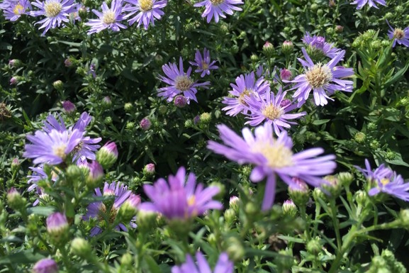 Aster 'Wood's Light Blue' 2 Gallon