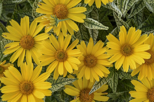 False Sunflower 'Sunstruck' 2 Gallon
