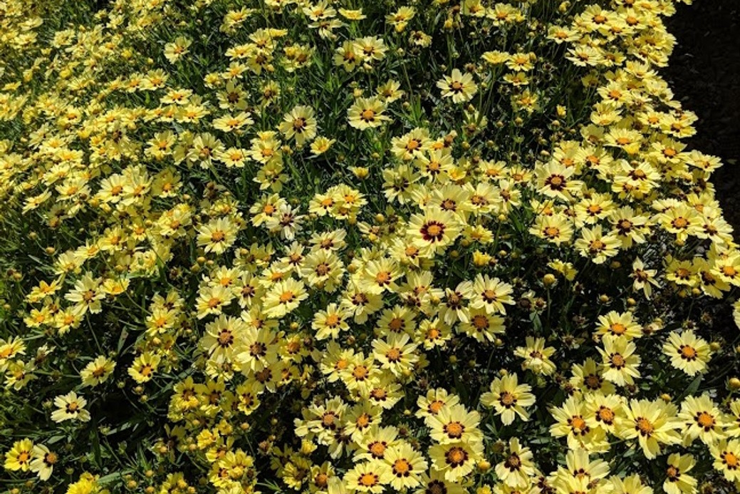 Tickseed Uptick 'Cream and Red' 1 Gallon