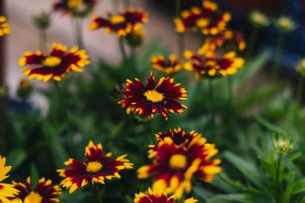 Tickseed Uptick 'Red' 1 Gallon