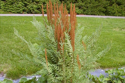 Royal Fern 1 Gallon