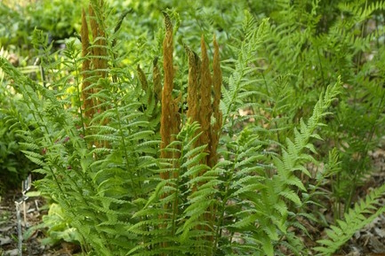 Cinnamon Fern 1 Gallon