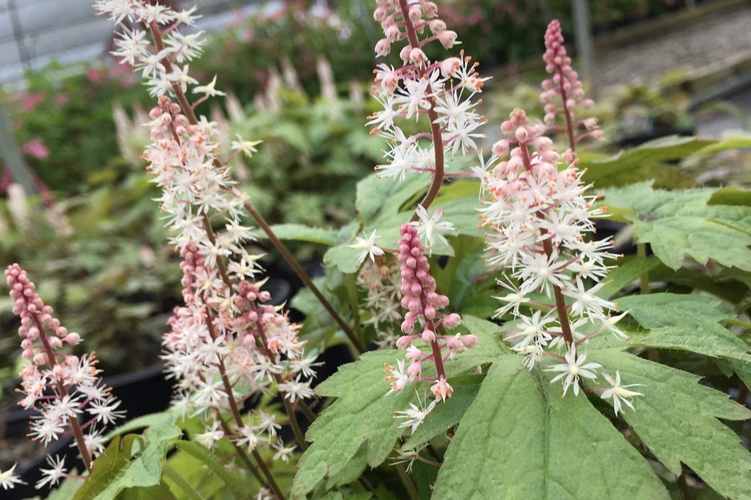 Foamflower 'Pink Skyrocket' 2 Gallon