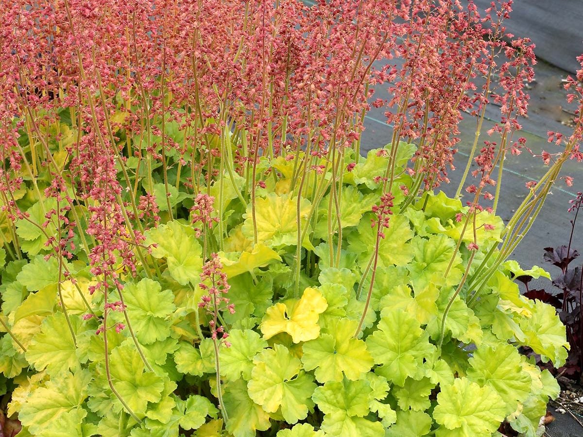 Coral Bells Northern Exposure&trade; Lime 2 Gallon