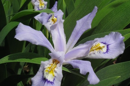 Crested Iris 'Powder Blue Giant' 2 Gallon