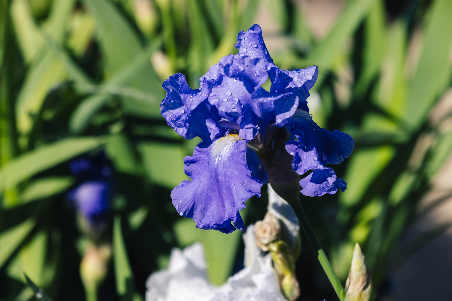 German Bearded Iris 'Breakers' 1 Gallon