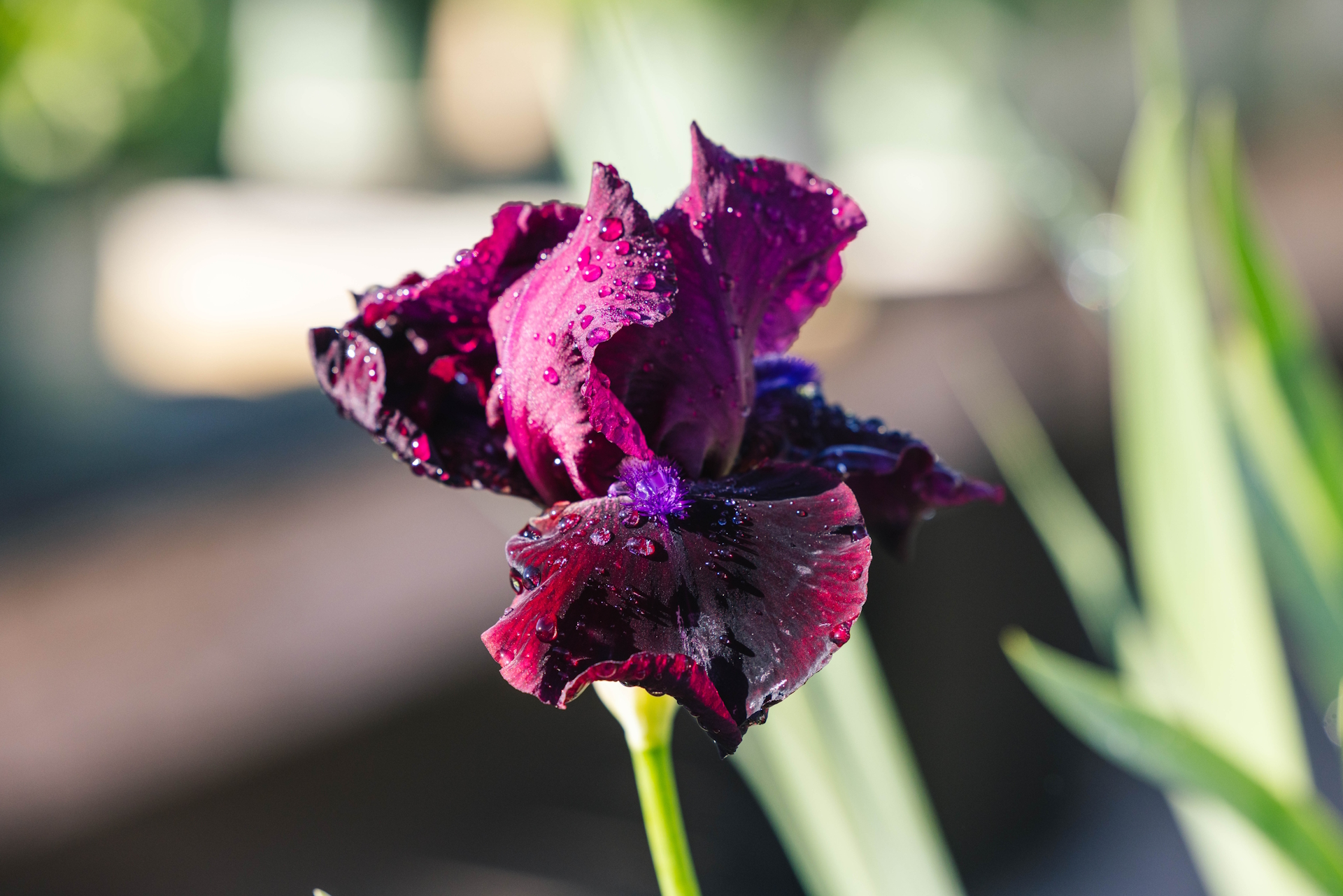 German Bearded Iris 'Neptune's Wine' 1 Gallon