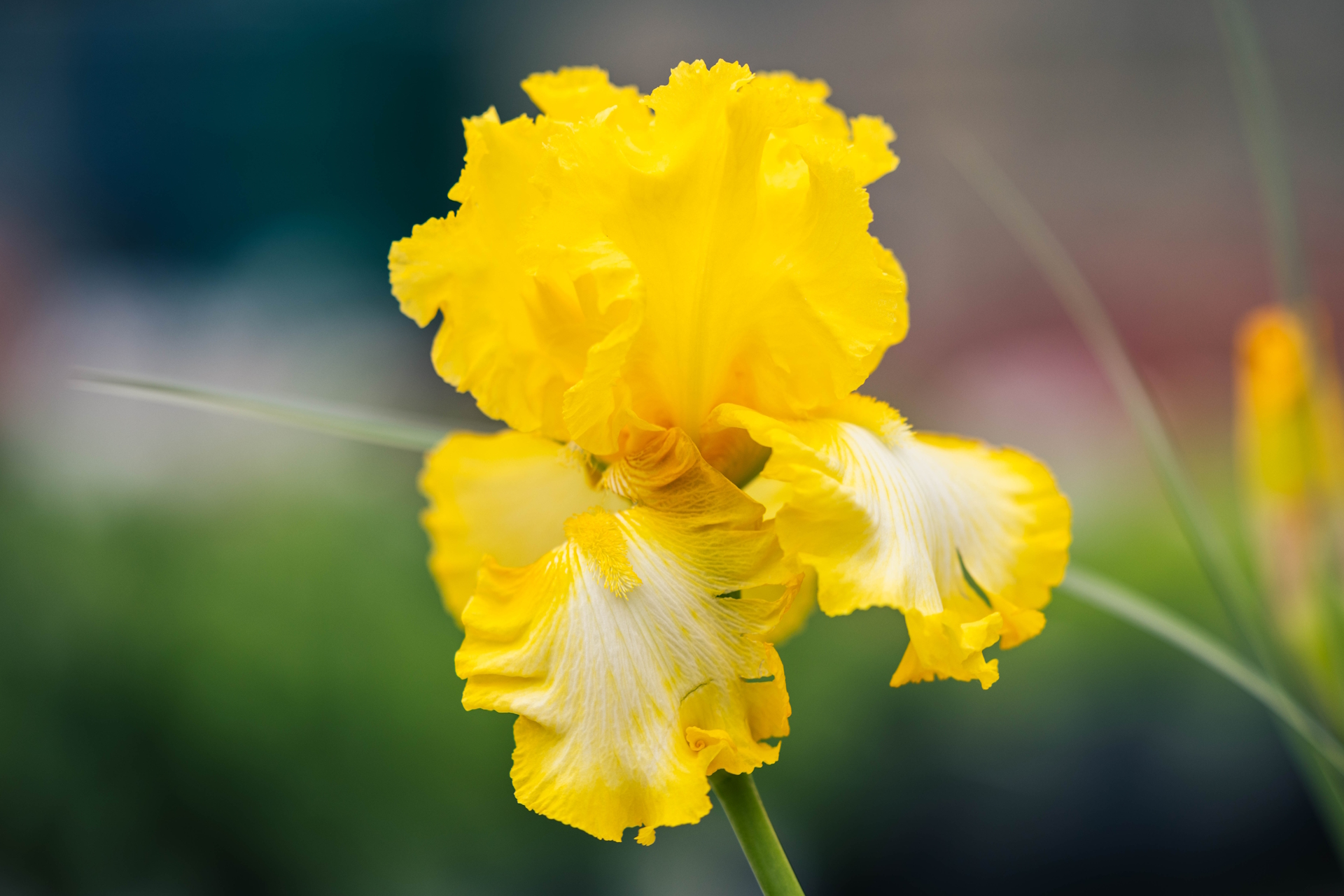 German Bearded Iris 'That's All Folks' 1 Gallon