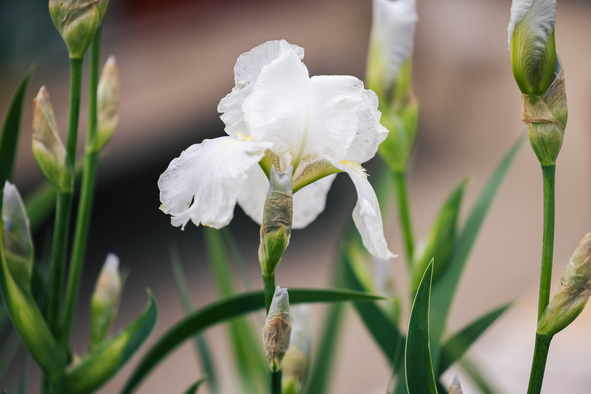 German Bearded Iris 'Immortality' 1 Gallon