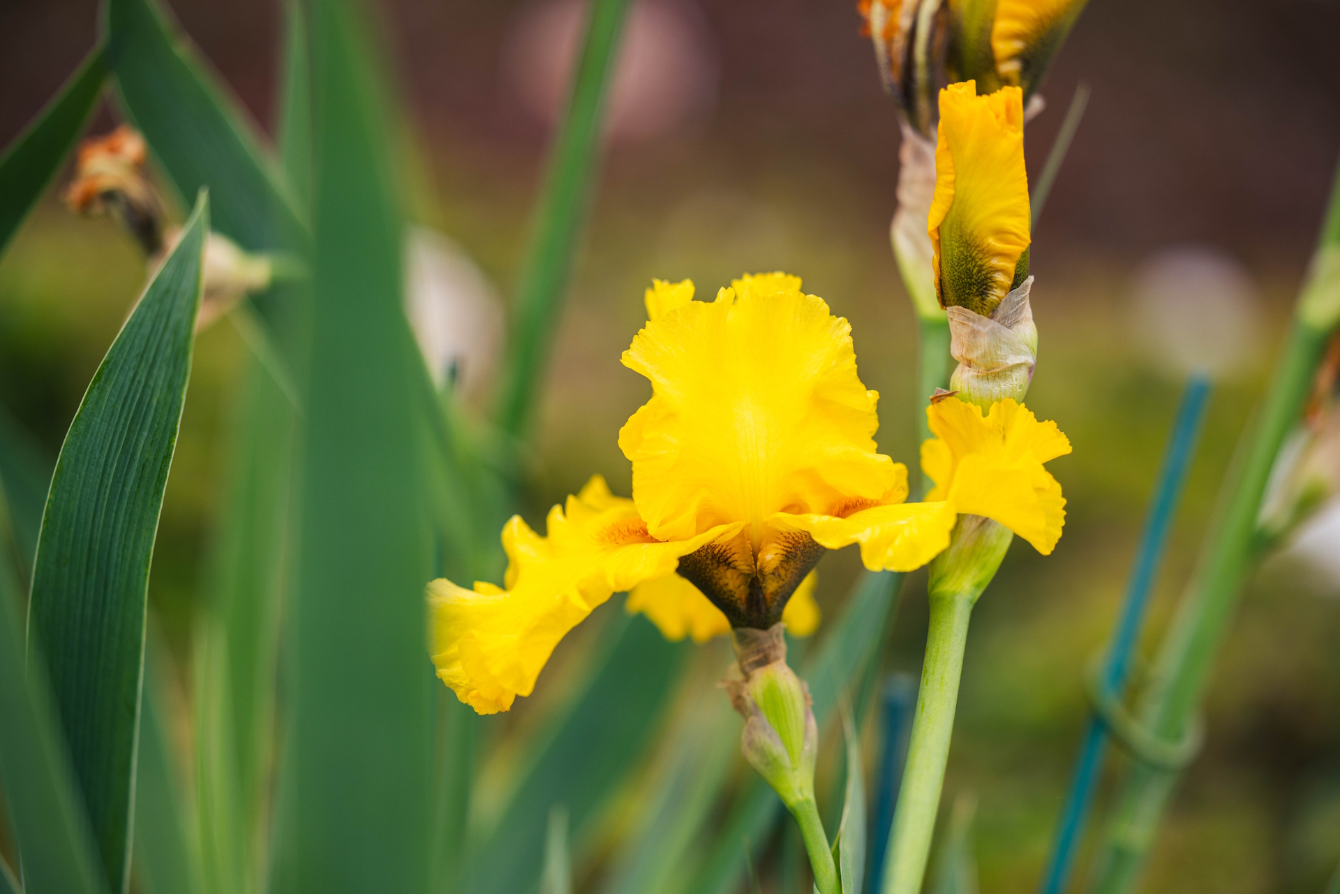 German Bearded Iris 'Pure As Gold' 1 Gallon