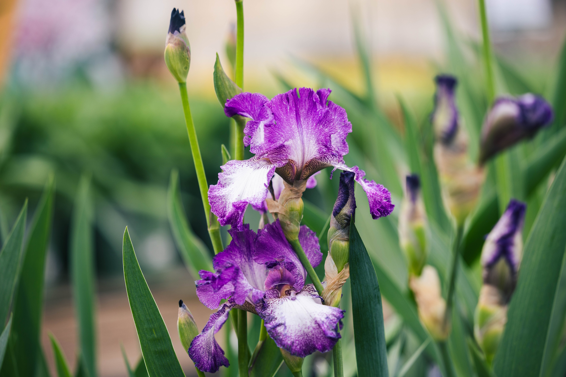 German Bearded Iris 'Mariposa Autumn' 1 Gallon