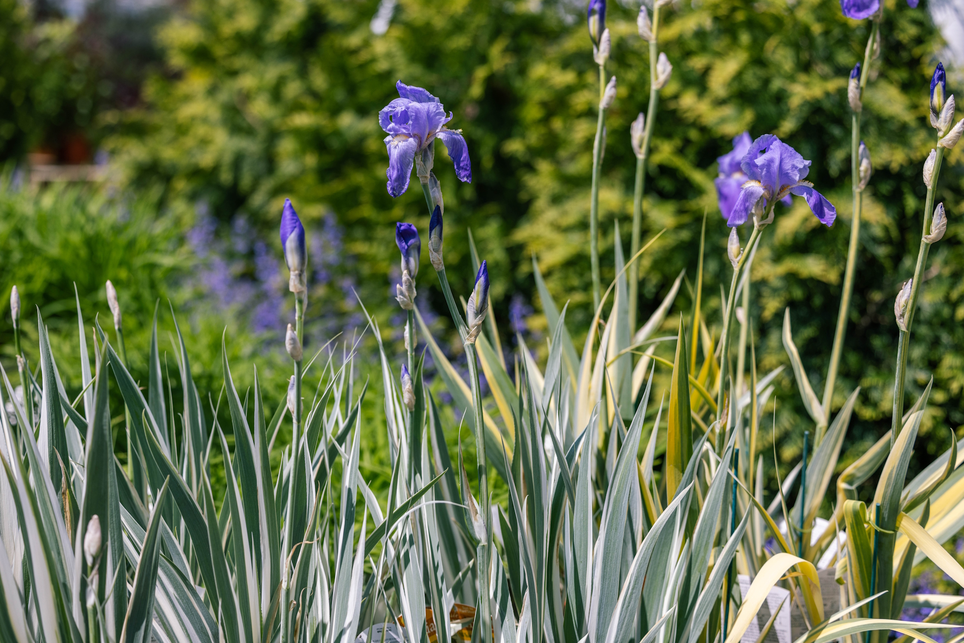 Dalmation Iris 'Albo Variegata' 1 Gallon