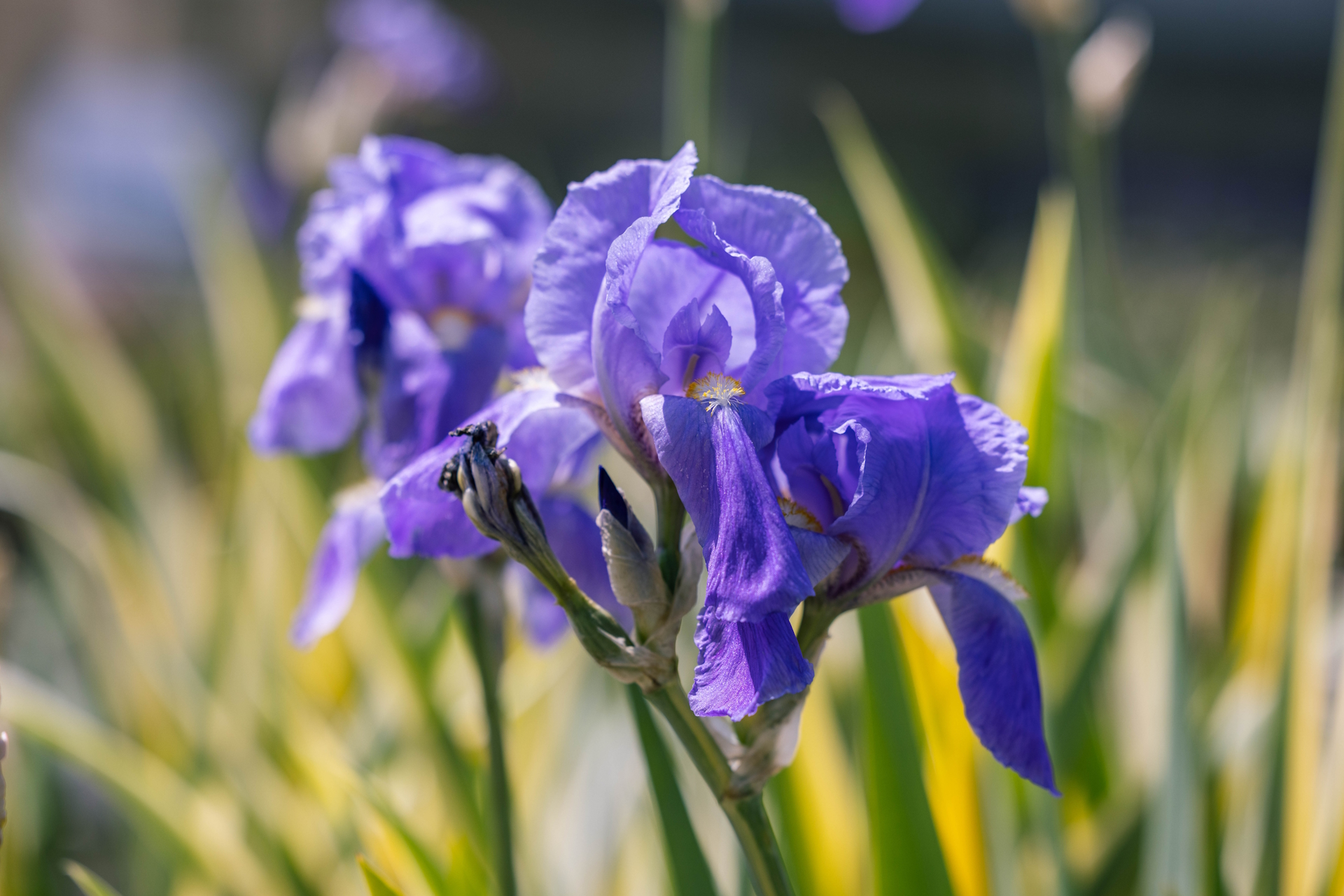 Dalmation Iris 'Aureo Variegata' 1 Gallon